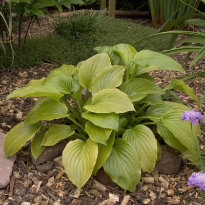 Hosta plantaginea 'Grandiflora'